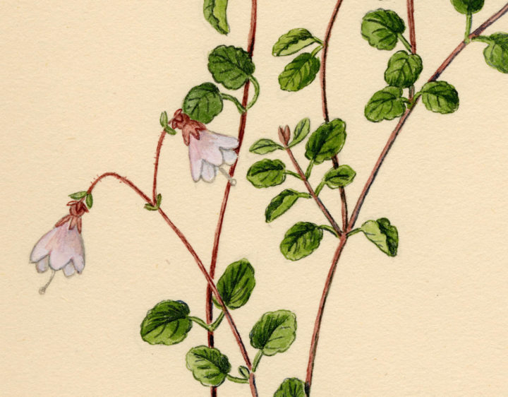 Drawing of Linnaea Borealis