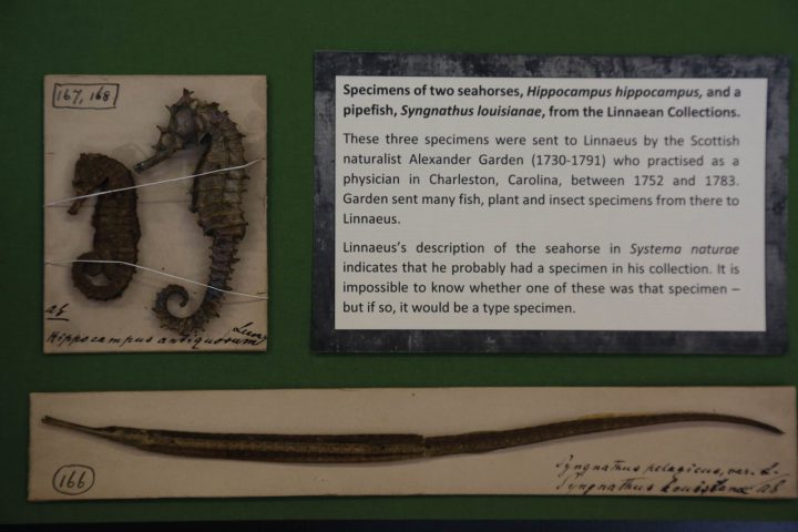 seahorses and pipefish