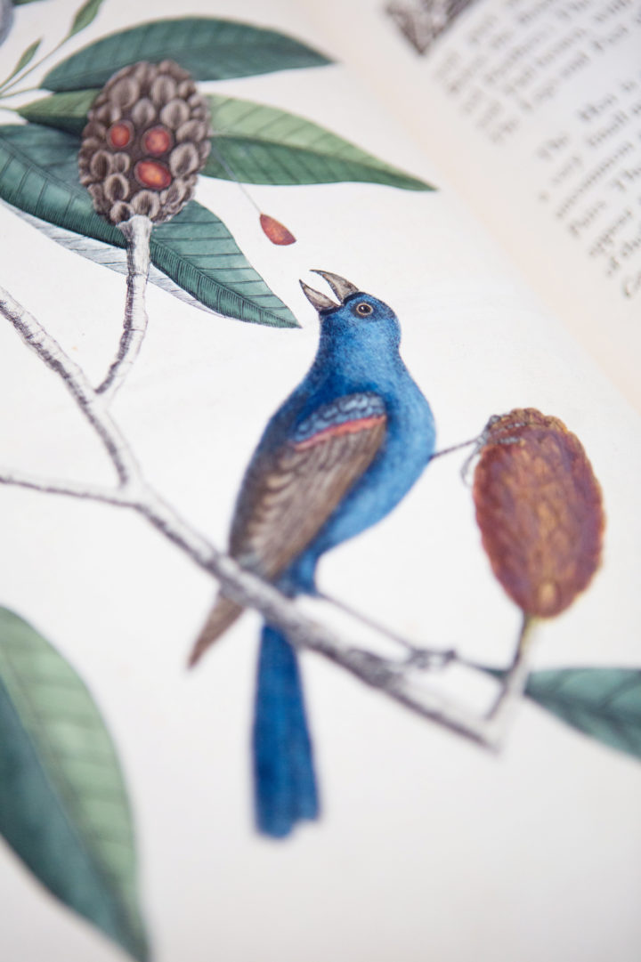 Catesby Nat Hist Carol Flo Bah_blue grosbeak