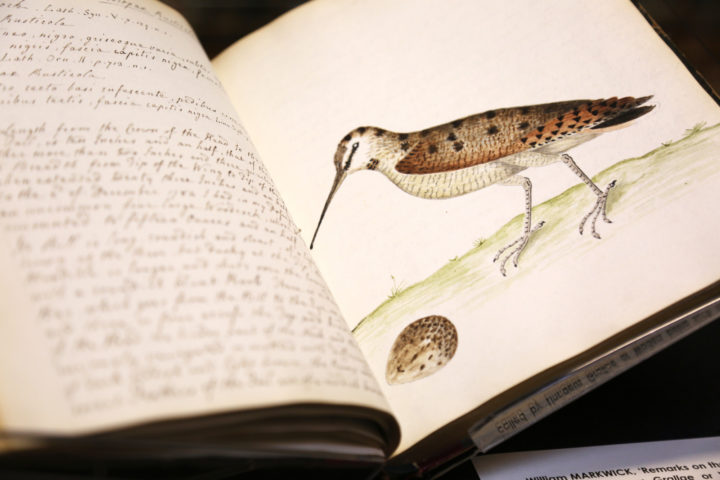 Remarks on the First Order of Aquatic Birds, by William Markwick