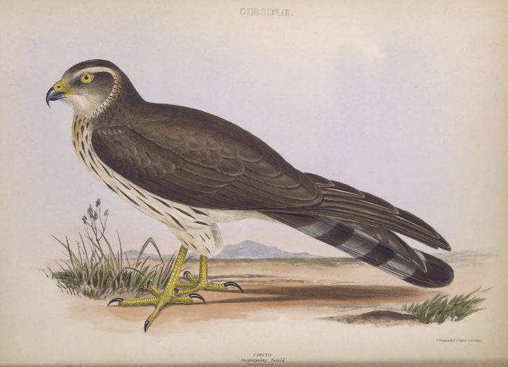 Megaspilus gould Genera of Birds G R Gray © BHL