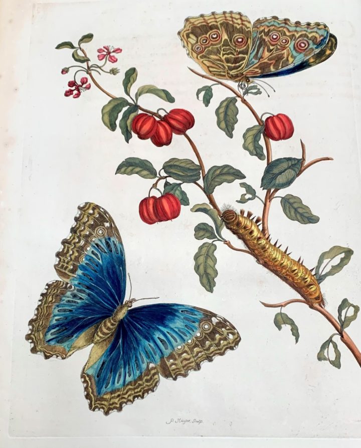 Merian, Papilio achilles