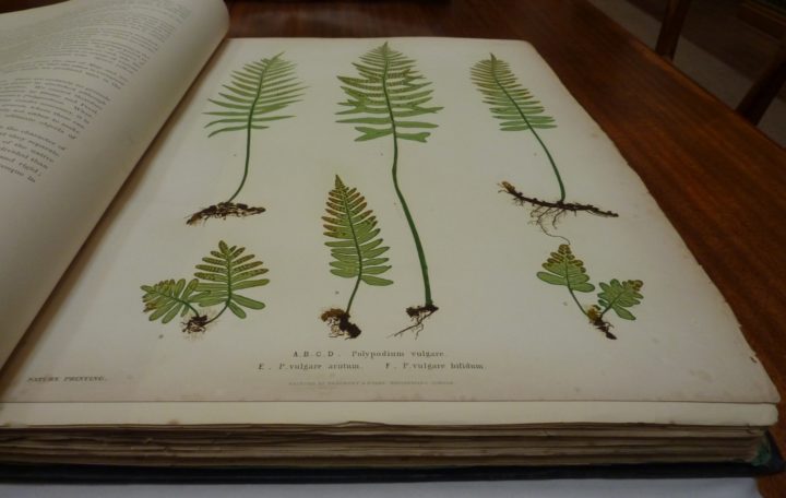 Ferns of Great Britain