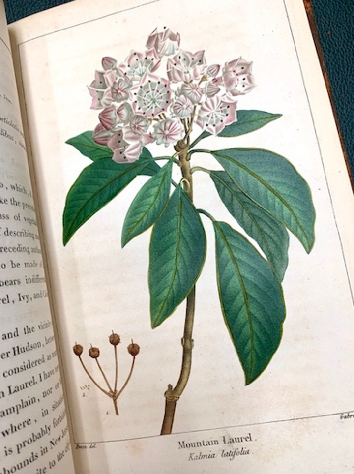 Mountain Lauren from Michaux's North American Sylva