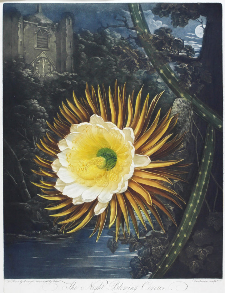 The ‘night-blowing cereus’ as depicted in Robert Thornton’s Temple of Flora (1812).