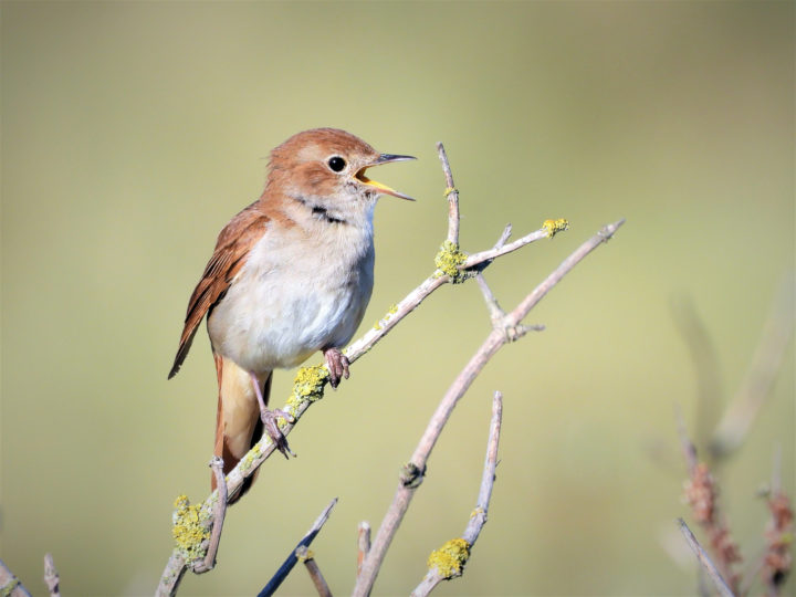 Nightingale