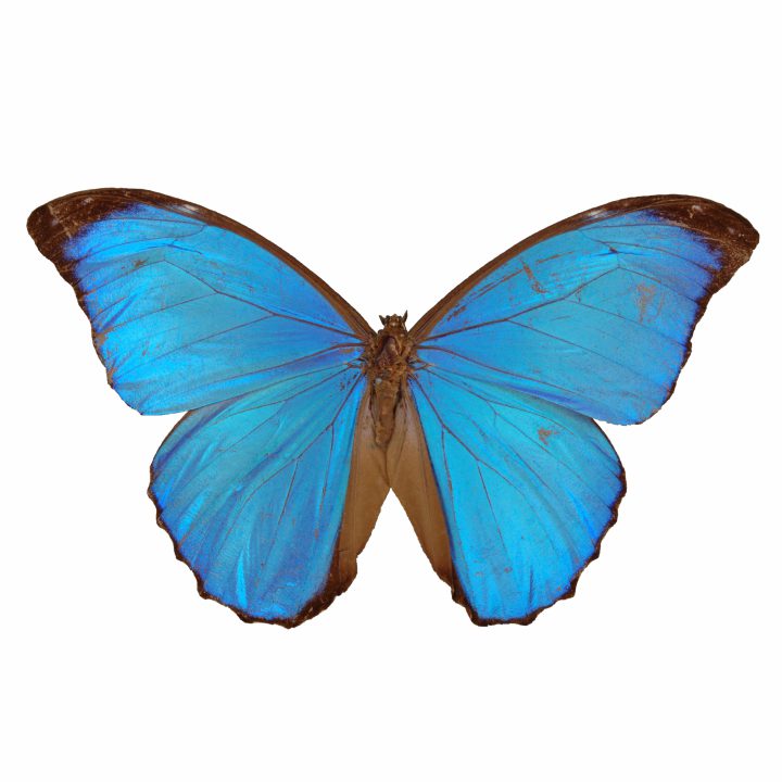 Drawer of butterflies