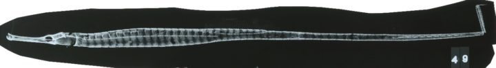 X-ray of a Greater Pipefish