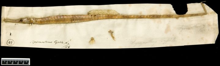 Pipefish, LINN 49