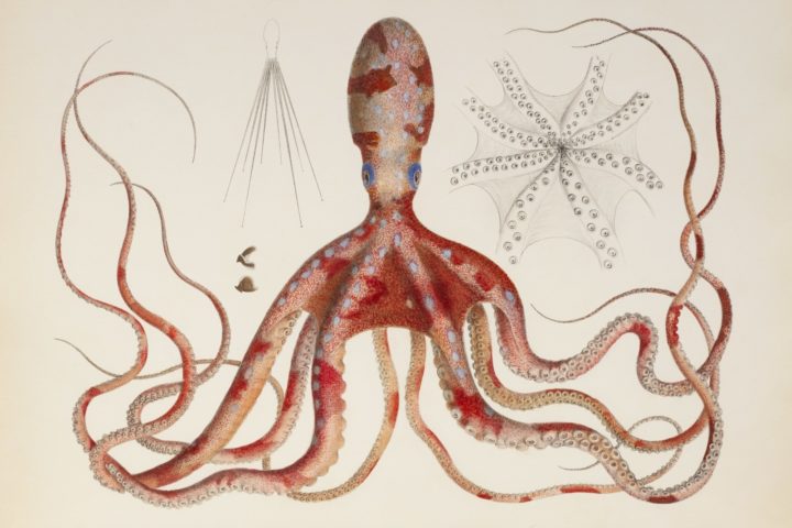 Drawing of a pink and red octopus with long tentacles which curl around the frame of the image.