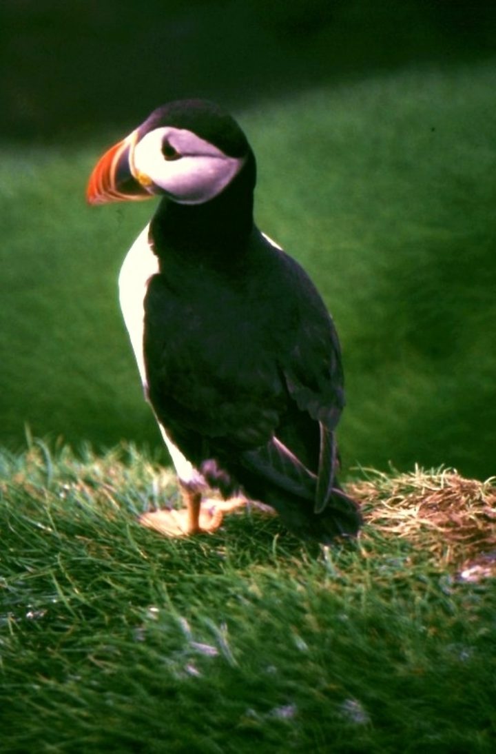 Puffin
