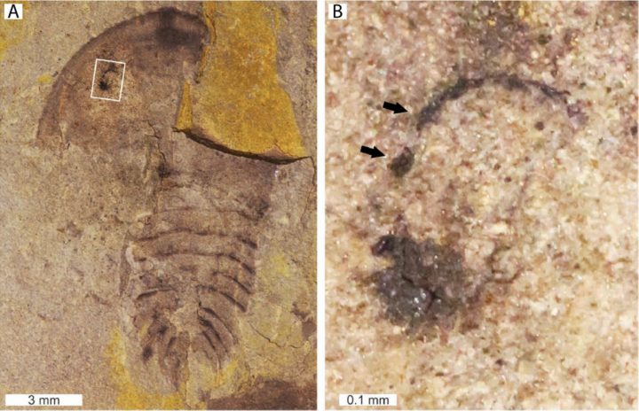 Pseudoniscus roosevelti (NYSM 19112)