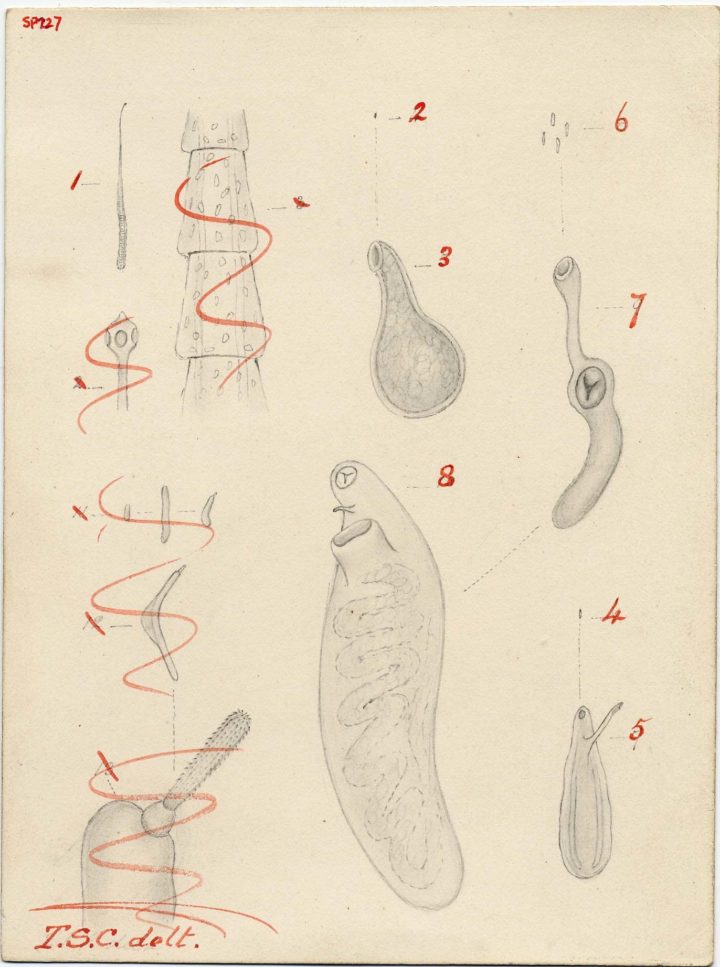 First page of drawings depicting the growth of Entozoa