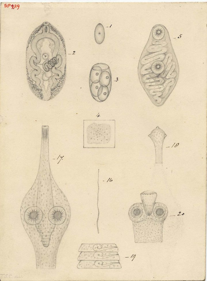 Some examples of some new forms of Entozoa