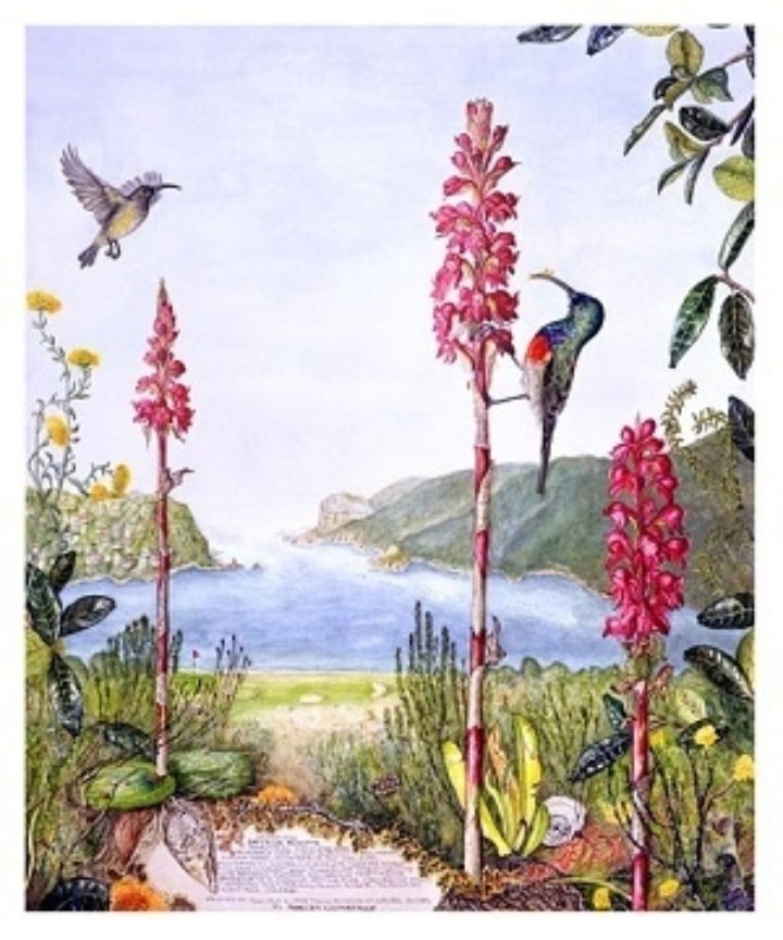 Satyrium Princeps