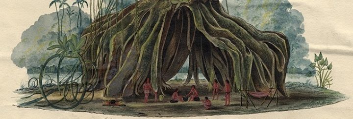 Mora tree indigenous people