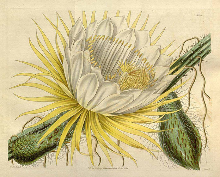 Selenicereus grandiflorus