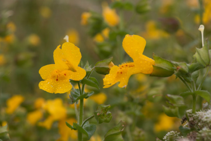 Shetland Monkeyflower