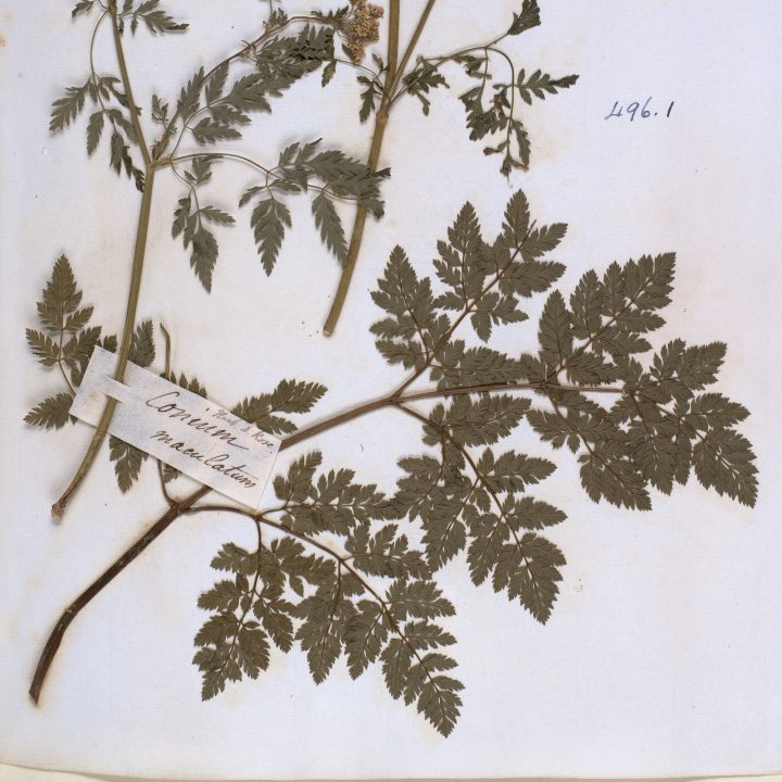 Smith Herbarium