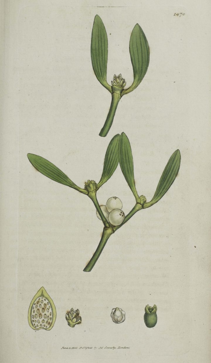 James Sowerby English Botany
