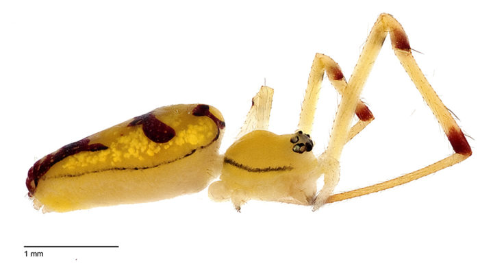 Spintharus.berniesandersi © Agnarsson Lab