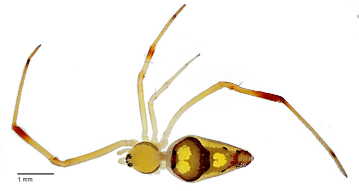 Spiranthus davidattenboroughi © Agnarsson Lab