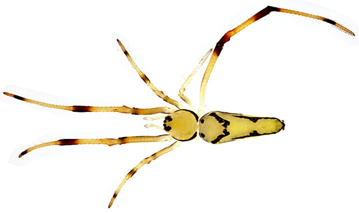 Spintharus davidbowiei © Agnarsson Lab