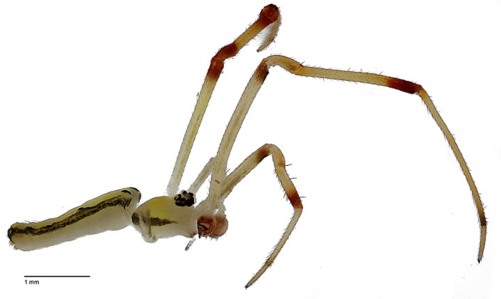 Spintharus leonardodicaprioi © Agnarsson Lab