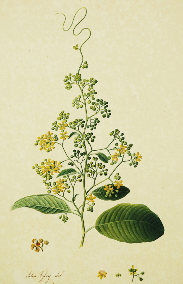 Calycarpa scandens
