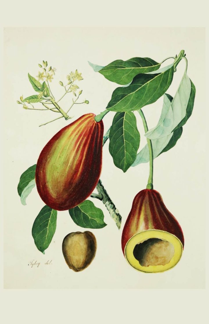 St Vincent Laurus Persea