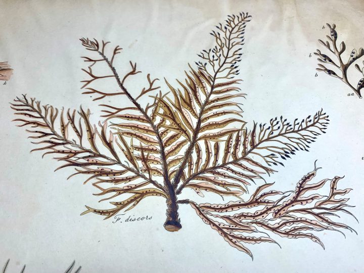 Stackhouse, Nereis Britannica (1795) - F. Discors detail