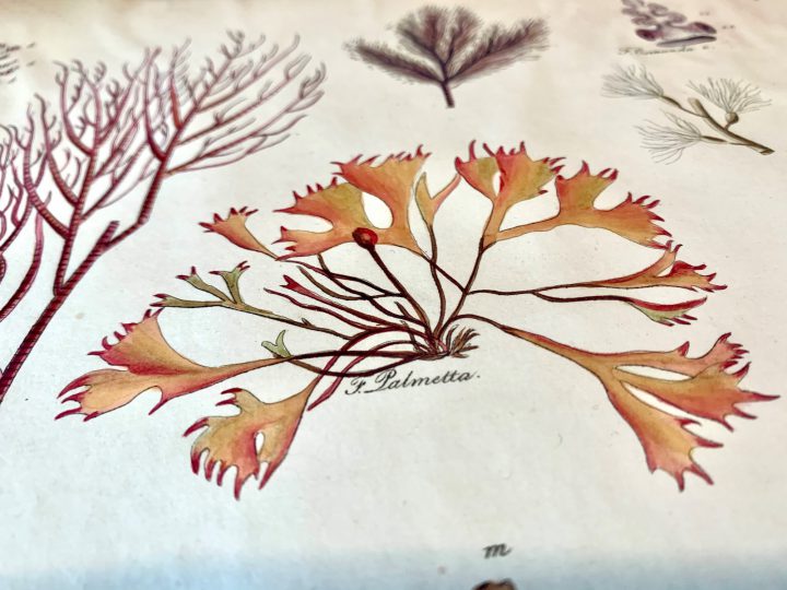 Stackhouse, Nereis Britannica (1795) - Palmetta detail