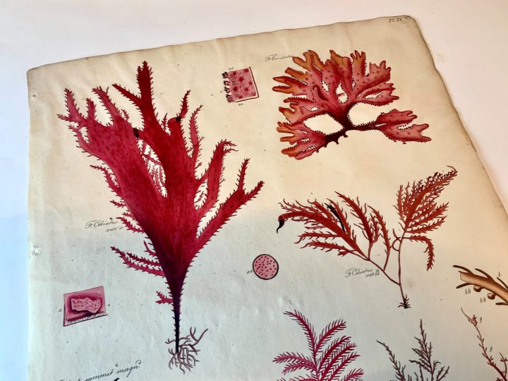 Stackhouse, Nereis Britannica (1795) - plate