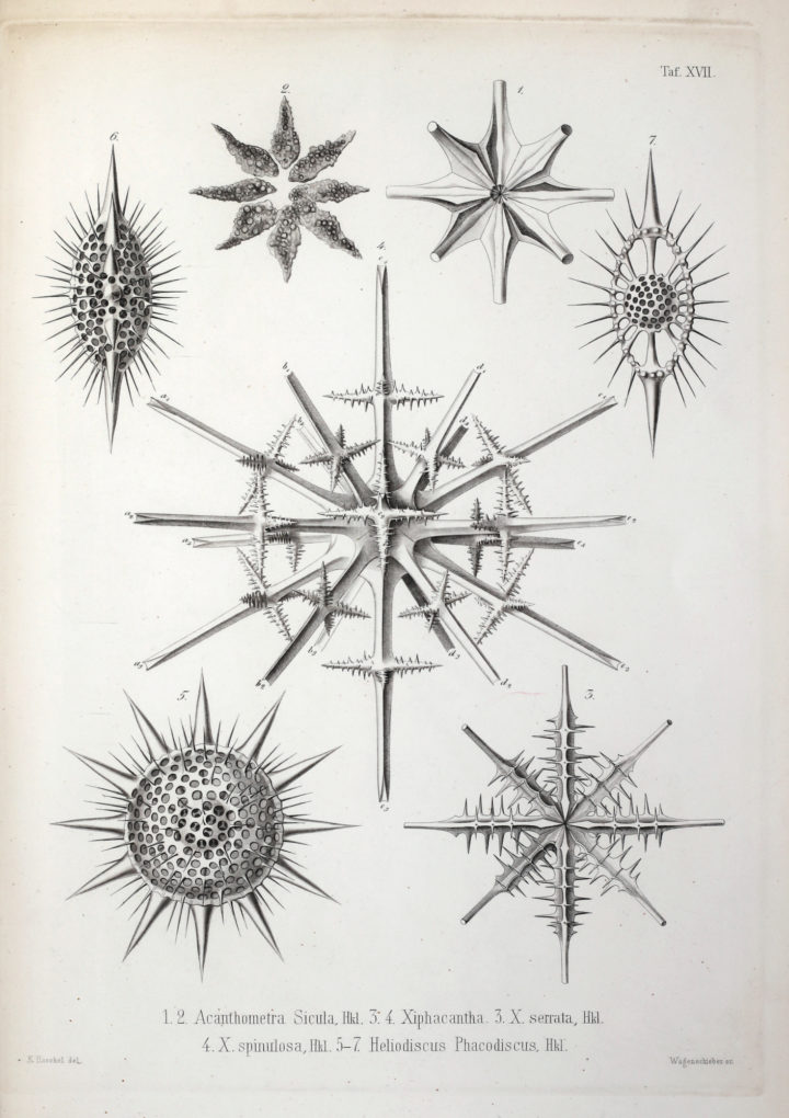 Radiolarians
