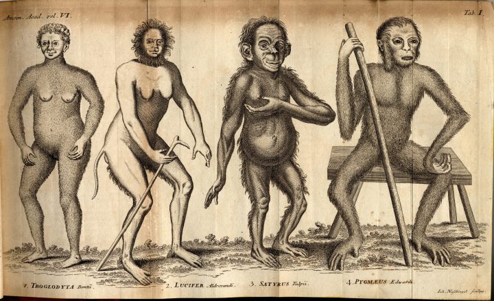 Linnaeus, Anthropomorpha