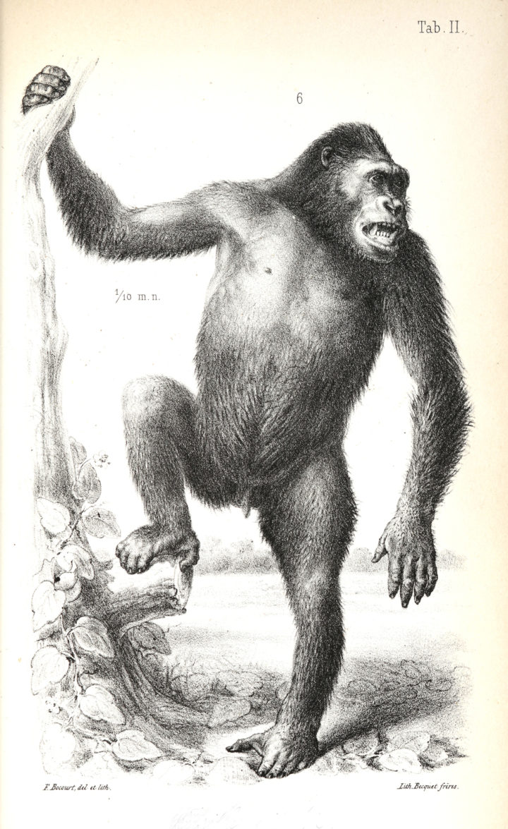 Gorilla gorilla