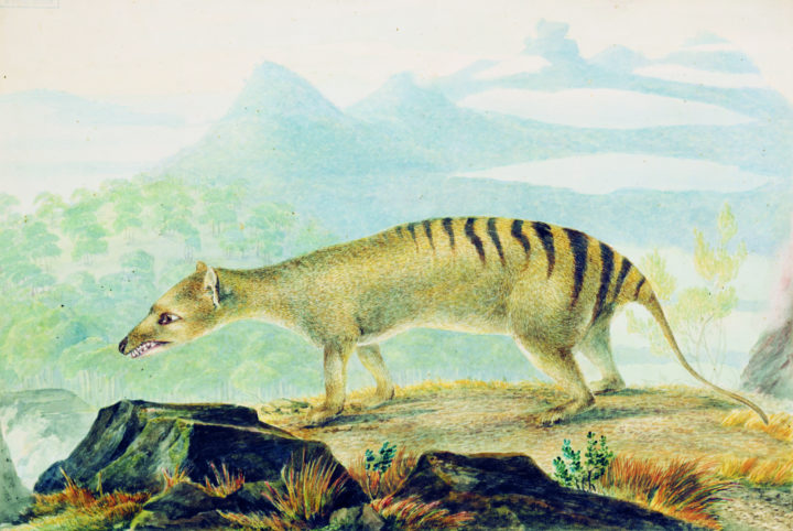 Lewin’s Tasmanian Tiger