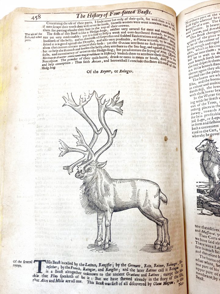 Reindeer from Topsell's 'Four-footed beasts and serpents'