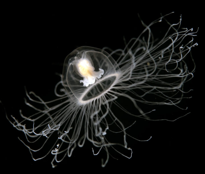 Turritopsis dohrnii