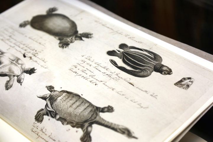Turtles
