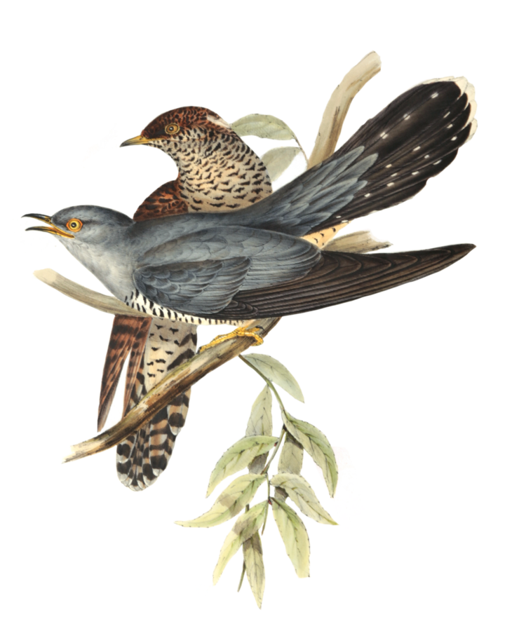 Cuckoo_John Gould
