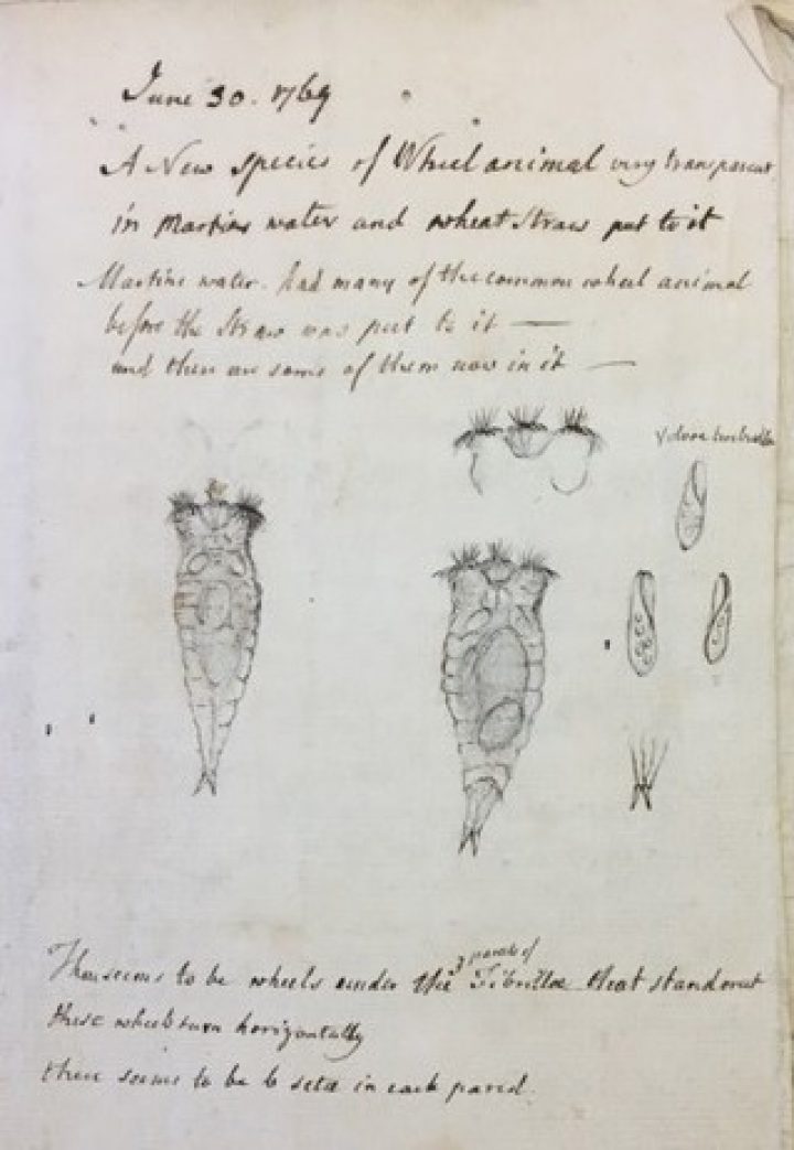 A drawing of a Wheel Animal; a translucent maggot shaped organism with hair-like structures on its head.
