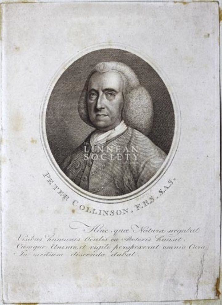 Engraving of Collinson in middle age, from the Society's portrait collection (EP/C/59)