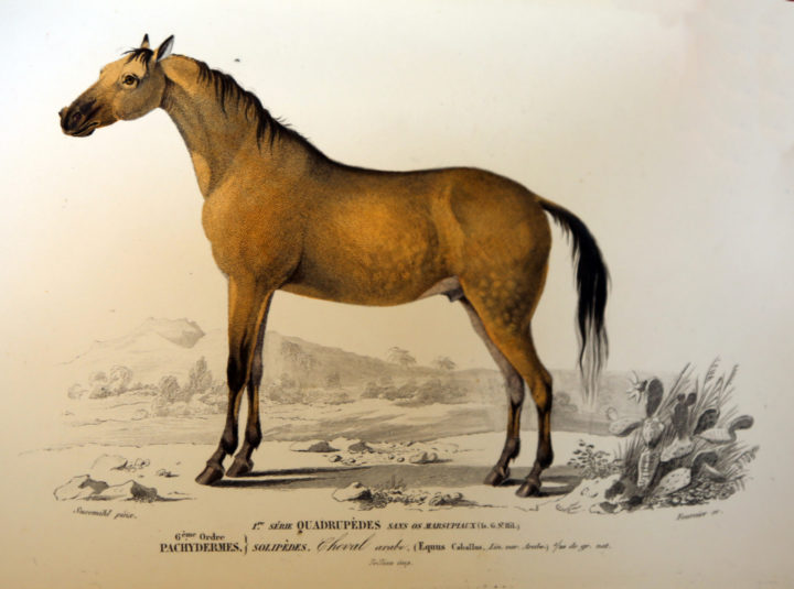Equus caballus