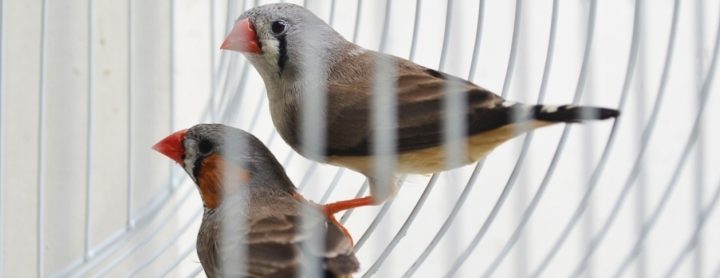 Finches