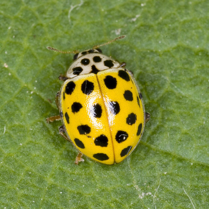 Ladybird
