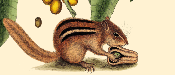 Chipmunk holding a nut