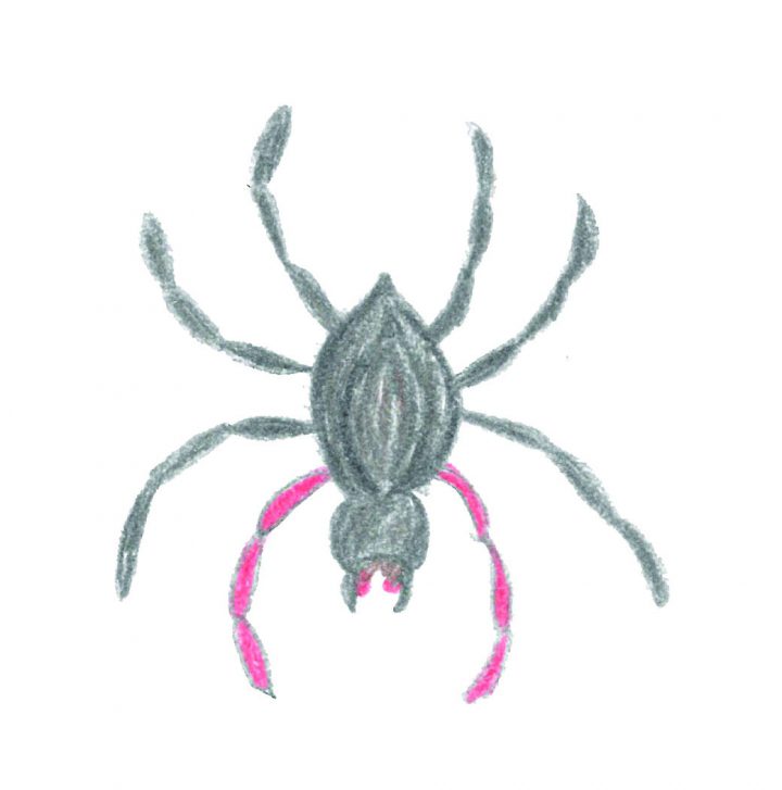 Arachna rhodobrach