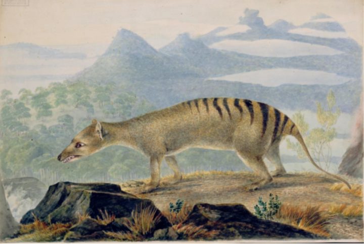 Tasmanian tiger