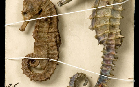 Finding the Original Collectors of Linnaeus' Fishes